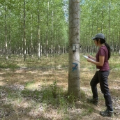 Erika García, una de las investigadoras del Campus de Ponferrada que lidera un estudio internacional para detectar enfermedades en choperas con satélites e inteligencia artificial