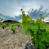 Vid en El Bierzo | La DO Bierzo augura una buena cosecha de uva en este 2025 "esperamos alcanzar los 10 millones de kilos"