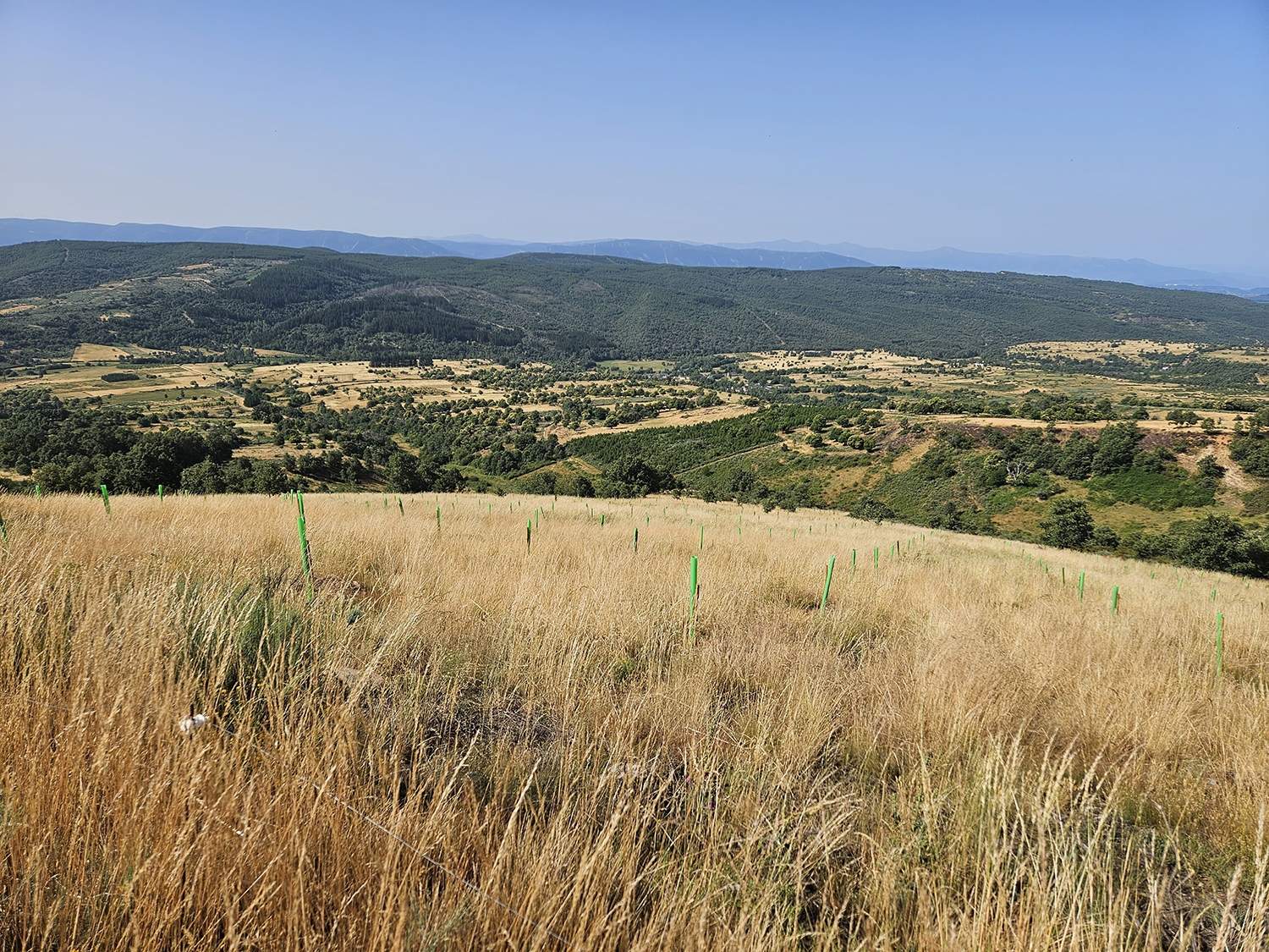 Visita a la plantación de castaños de Quintana de Fuseros 1