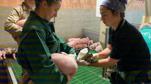 Investigación vacuna Biobhyo |  Casi 4,8 M€ para subvencionar la contratación temporal de jóvenes en diputaciones y ayuntamientos de más de 5.000 habitantes de Castilla y León