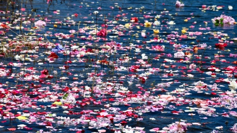 Ofrenda Pantano de Bárcena (12)