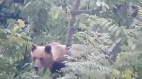 Oso Somiedo | Un oso 'gourmet' se 'da un banquete' en plena temporada de cerezas  