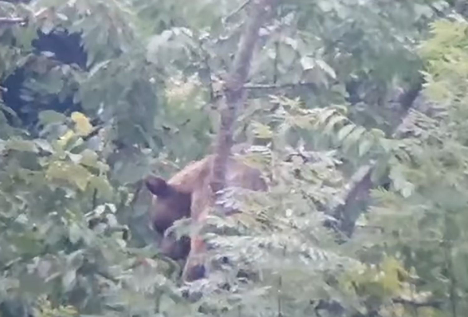 oso somiedo 2 oso somiedo 2