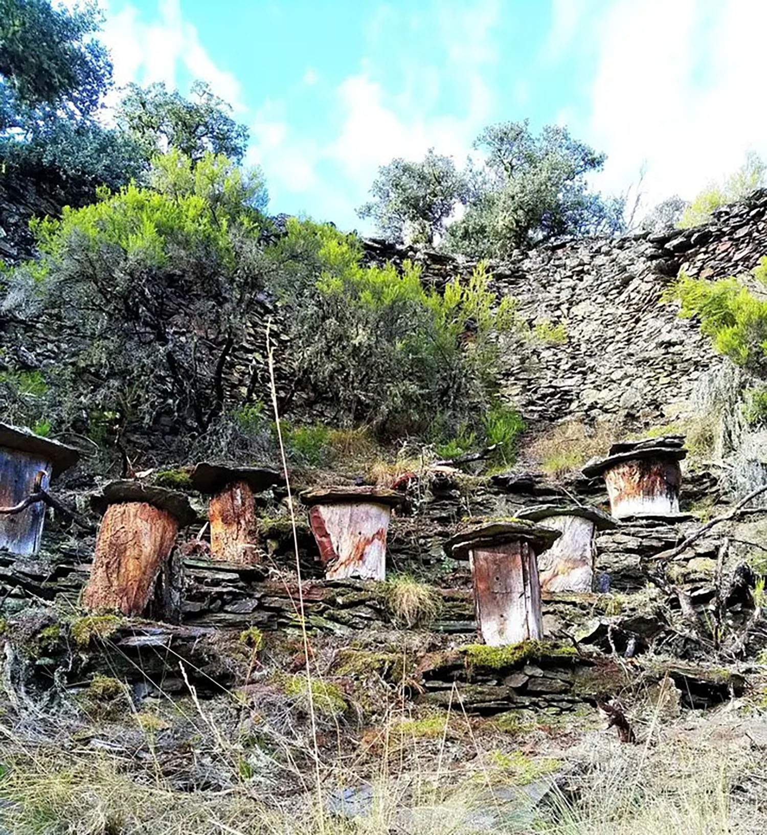 Cortines de Fonfría