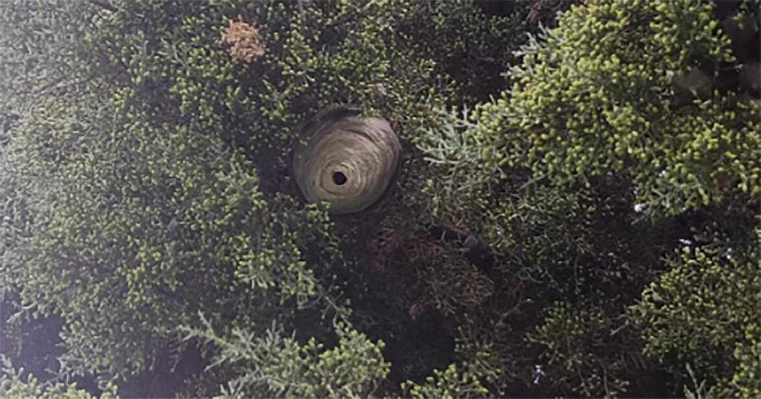 Retirado un nido de avispa asiática junto a la piscina municipal de Matarrosa del Sil