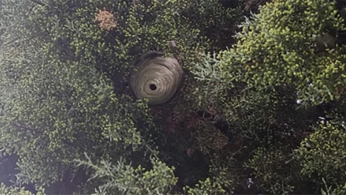 Retirado un nido de avispa asiática junto a la piscina municipal de Matarrosa del Sil