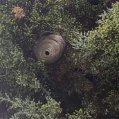 Retirado un nido de avispa asiática junto a la piscina municipal de Matarrosa del Sil Retirado un nido de avispa asiática junto a la piscina municipal de Matarrosa del Sil