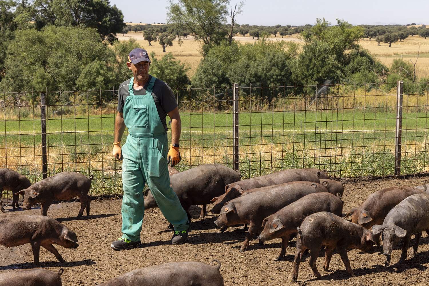 Susana Martín / ICAL. Bernardo García, joven ganadero en su explotación de la provincia de Salamanca