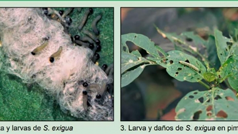 Fuerte intrusión de la plaga de polillas en pimiento