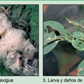 Fuerte intrusión de la plaga de polillas en pimiento