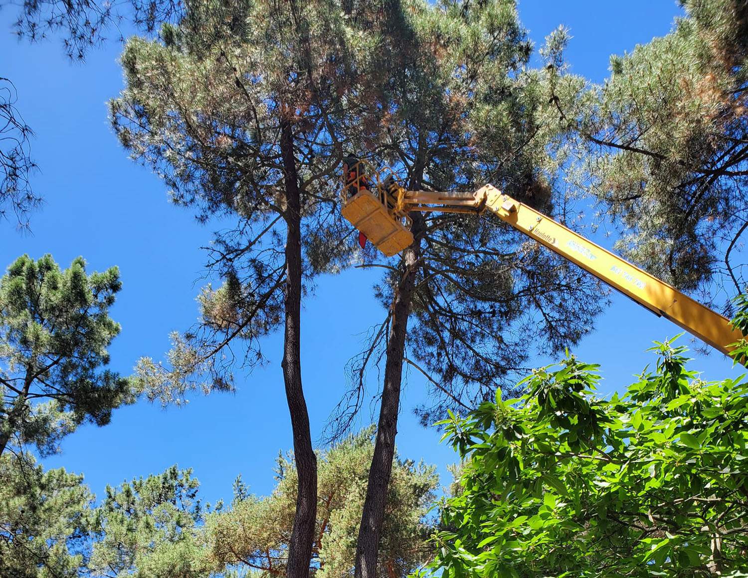 Trabajas de mejora de la seguridad de la arboleda del parque del Temple