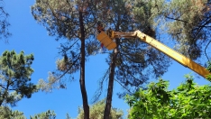 Trabajas de mejora de la seguridad de la arboleda del parque del Temple
