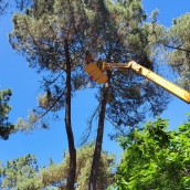 Trabajas de mejora de la seguridad de la arboleda del parque del Temple