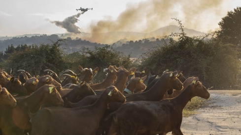 Incendio de Navaluenga en Ávila | El incendio de Navaluenga (Ávila) ha calcinado hasta 1.500 hectáreas de pasto y monte bajo de encinas y enebros