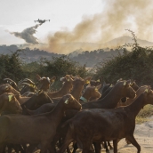 Incendio de Navaluenga en Ávila | El incendio de Navaluenga (Ávila) ha calcinado hasta 1.500 hectáreas de pasto y monte bajo de encinas y enebros