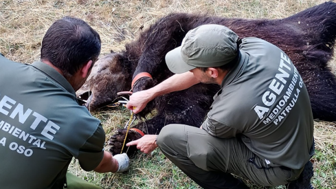 Oso pardo muerto. instagram Fundación Oso Pardo | Hallan muerto a un oso pardo con "signos de furtivismo" entre Cerredo y Degaña