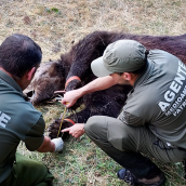 Oso pardo muerto. instagram Fundación Oso Pardo | Hallan muerto a un oso pardo con "signos de furtivismo" entre Cerredo y Degaña