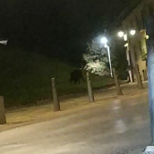 Jabalí Castillo de Ponferrada | Un jabalí 'templario' explora de noche los alrededores del Castillo de Ponferrada