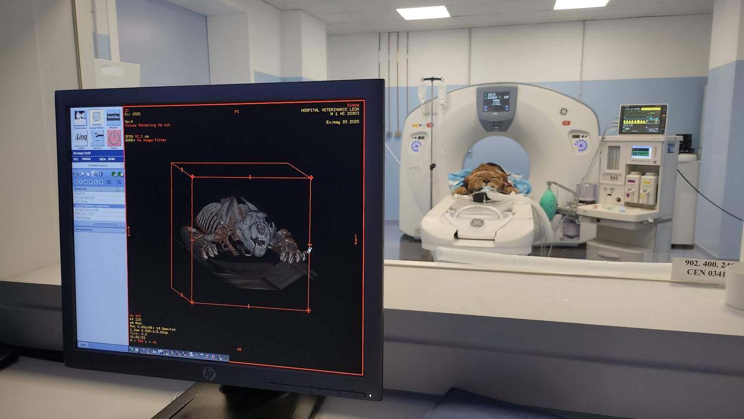 Hospital Veterinario ULE Leones de Cabarceno (2) Hospital Veterinario ULE Leones de Cabarceno (2)