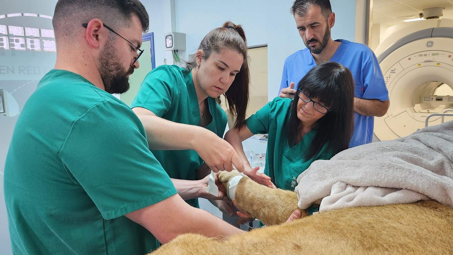 Hospital Veterinario ULE Leones de Cabarceno (3) Hospital Veterinario ULE Leones de Cabarceno (3)