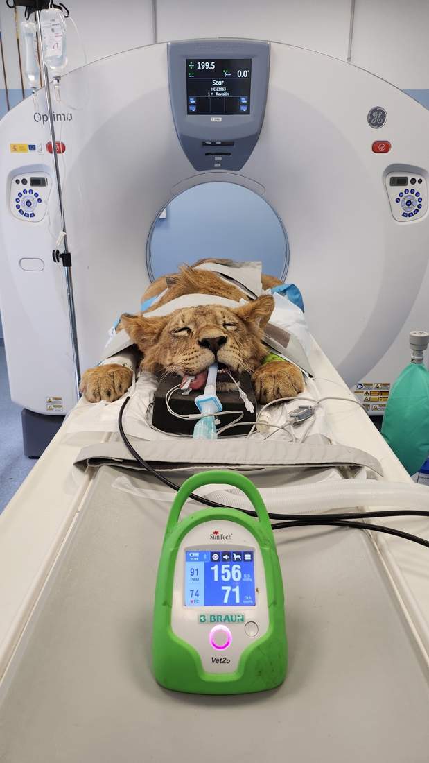 El Hospital Veterinario de la ULE desarrolla un tratamiento pionero que permite a dos leones africanos de Cabárceno recuperar la movilidad El Hospital Veterinario de la ULE desarrolla un tratamiento pionero que permite a dos leones africanos de Cabárceno recuperar la movilidad