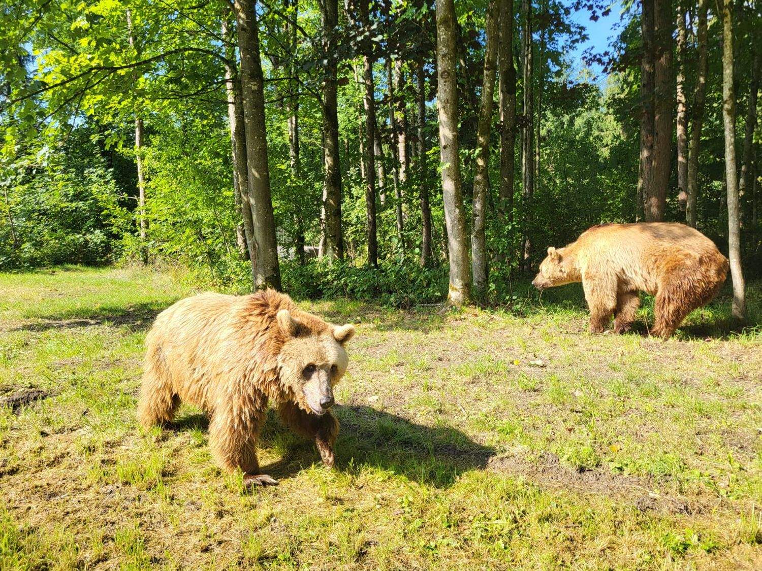 Luna y Ponderoso comienzan su adaptación en un santuario de Alemania tras completar con éxito su traslado desde León | Partido Animalista PACMA y Fundación FAADA. Luna y Ponderoso comienzan su adaptación en un santuario de Alemania tras completar con éxito su traslado desde León | Partido Animalista PACMA y Fundación FAADA.