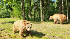 Luna y Ponderoso comienzan su adaptación en un santuario de Alemania tras completar con éxito su traslado desde León | Partido Animalista PACMA y Fundación FAADA. Luna y Ponderoso comienzan su adaptación en un santuario de Alemania tras completar con éxito su traslado desde León | Partido Animalista PACMA y Fundación FAADA.