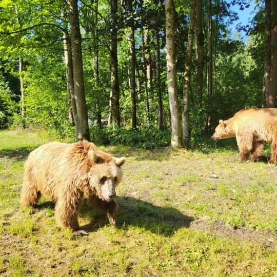 Luna y Ponderoso comienzan su adaptación en un santuario de Alemania tras completar con éxito su traslado desde León | Partido Animalista PACMA y Fundación FAADA. Luna y Ponderoso comienzan su adaptación en un santuario de Alemania tras completar con éxito su traslado desde León | Partido Animalista PACMA y Fundación FAADA.