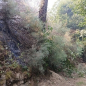 La Junta estima una superficie calcinada de 2.262 hectáreas en el incendio del sur de Ávila