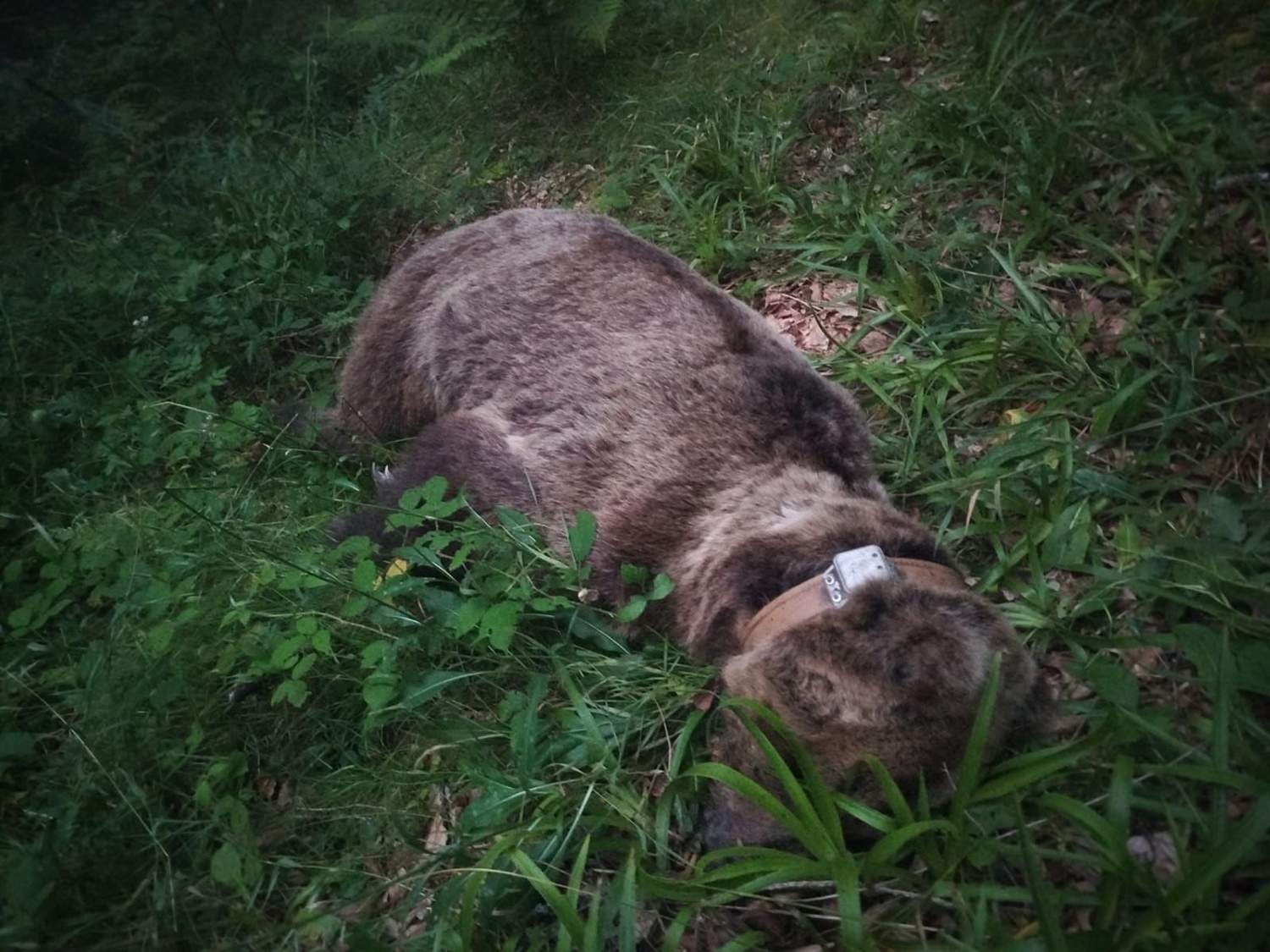 Hallan muerto en Somiedo (Asturias) a un oso radiomarcado por la Junta de Castilla y León Hallan muerto en Somiedo (Asturias) a un oso radiomarcado por la Junta de Castilla y León