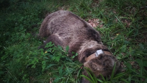 Hallan muerto en Somiedo (Asturias) a un oso radiomarcado por la Junta de Castilla y León