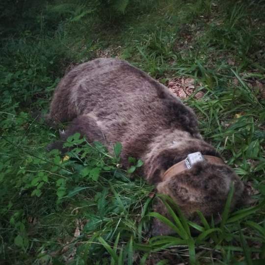 Hallan muerto en Somiedo (Asturias) a un oso radiomarcado por la Junta de Castilla y León. Oso fallecido archivo 