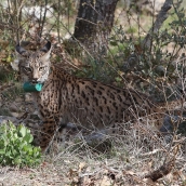 Brágimo / ICAL . En la imagen la hembra Vouga de Portugal el dia 29 de abril cuando fue liberada en Astudillo (Palencia) 