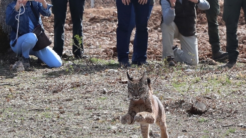 Brágimo / ICAL . En la imagen la hembra Vouga de Portugal el dia 29 de abril cuando fue liberada en Astudillo (Palencia)