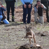 Brágimo / ICAL . En la imagen la hembra Vouga de Portugal el dia 29 de abril cuando fue liberada en Astudillo (Palencia)