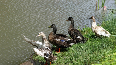 Patos