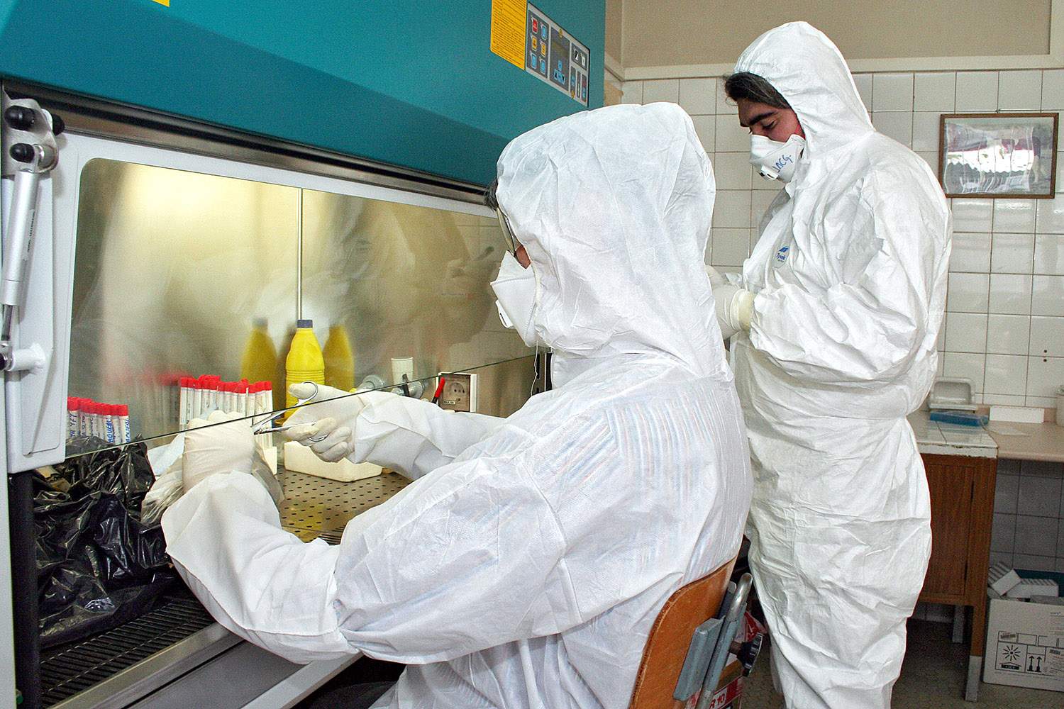 Peio García ICAL . Dos técnicos del Laboratorio Regional ubicado en León analizan muestras de aves para comprobar la existencia del virus de la gripe aviar