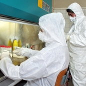 Peio García ICAL . Dos técnicos del Laboratorio Regional ubicado en León analizan muestras de aves para comprobar la existencia del virus de la gripe aviar