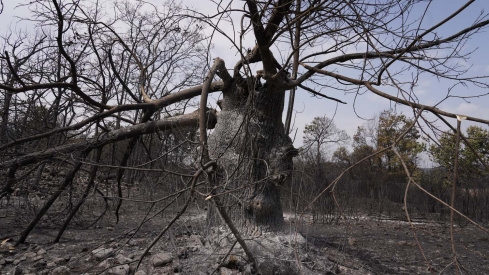 César Hornija ICAL. Efectos del incendio en Las Médulas (17) César Hornija ICAL. Efectos del incendio en Las Médulas (17)