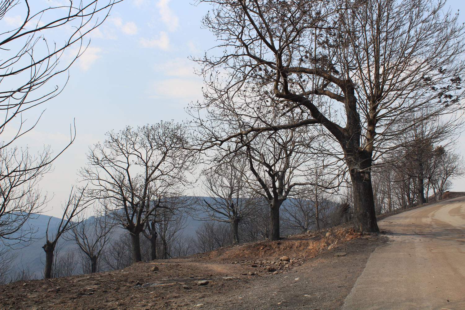 Incendio Médulas | Los colectivos agrarios del Bierzo y León demandan “menos trabas” para trabajar el monte y que denieguen parques eólicos en terrenos quemados