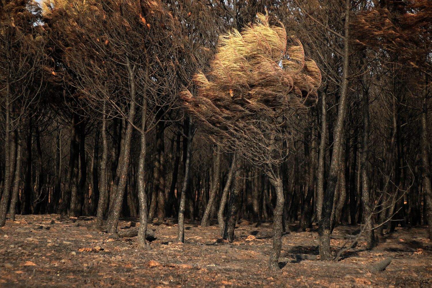 Consecuencias del incendio forestal de Molezuelas de la Carballeda (Zamora) en Herreros de Jamuz (León) | Peio García / ICAL Consecuencias del incendio forestal de Molezuelas de la Carballeda (Zamora) en Herreros de Jamuz (León) | Peio García / ICAL