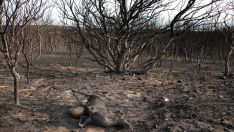 Agricultura aprueba ayudas directas a 460 agricultores y ganaderos afectados por los grandes incendios forestales| Peio García / ICAL