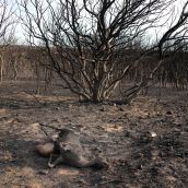 Agricultura aprueba ayudas directas a 460 agricultores y ganaderos afectados por los grandes incendios forestales| Peio García / ICAL