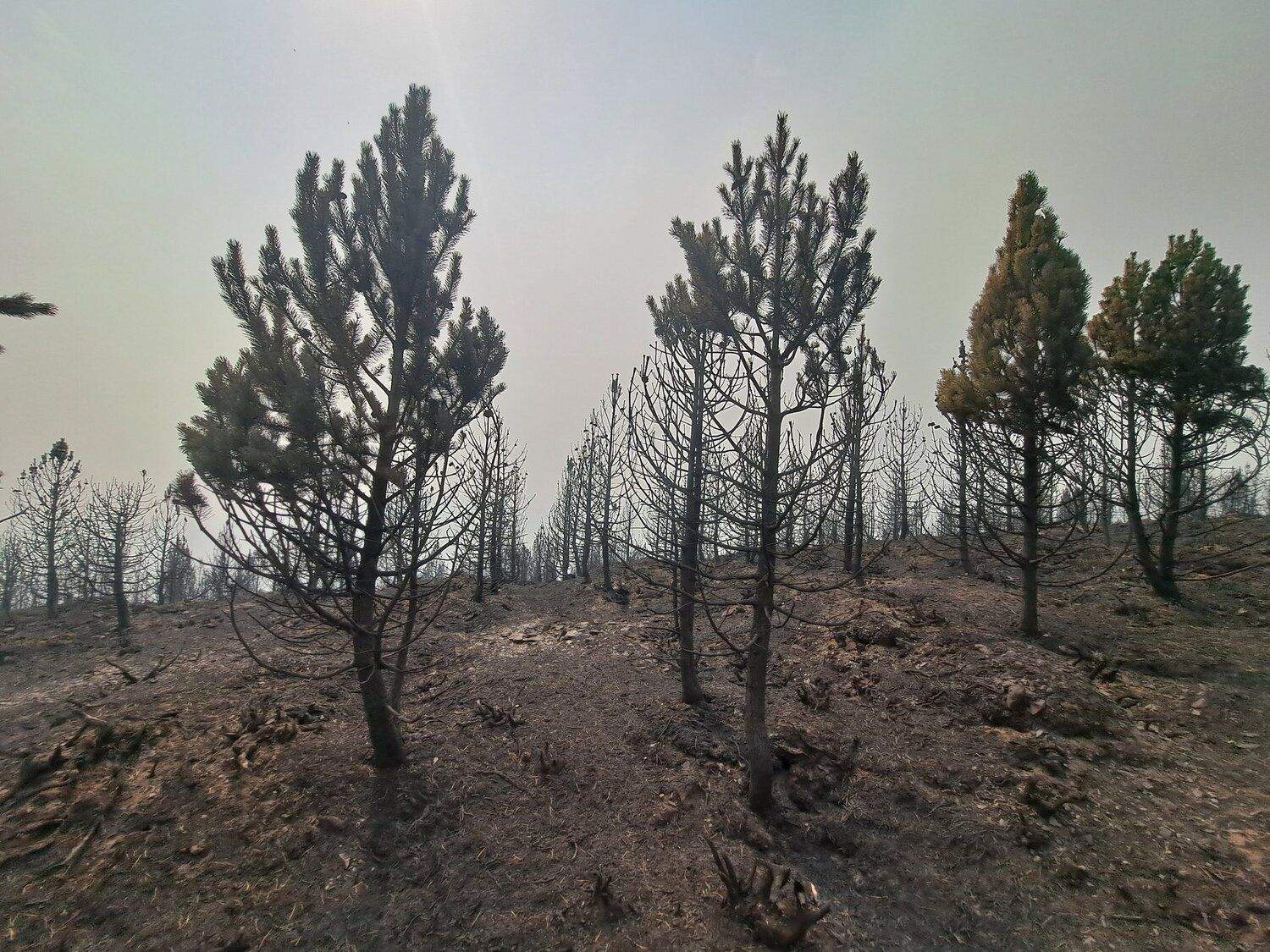 Zona afectada por el incendio de Orallo, en Villablino | Diputación de León