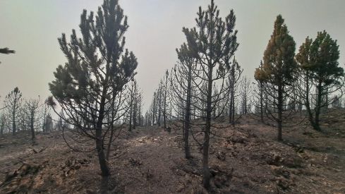 Zona afectada por el incendio de Orallo, en Villablino | Diputación de León