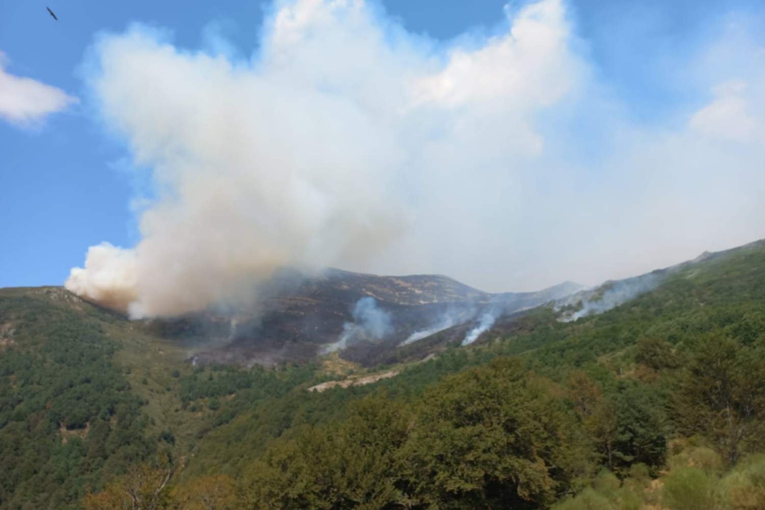 El incendio de Barniedo de la Reina mejora en los Picos de Europa, pero obliga a las brigadas a replegarse al flanco sur | AT BRIF