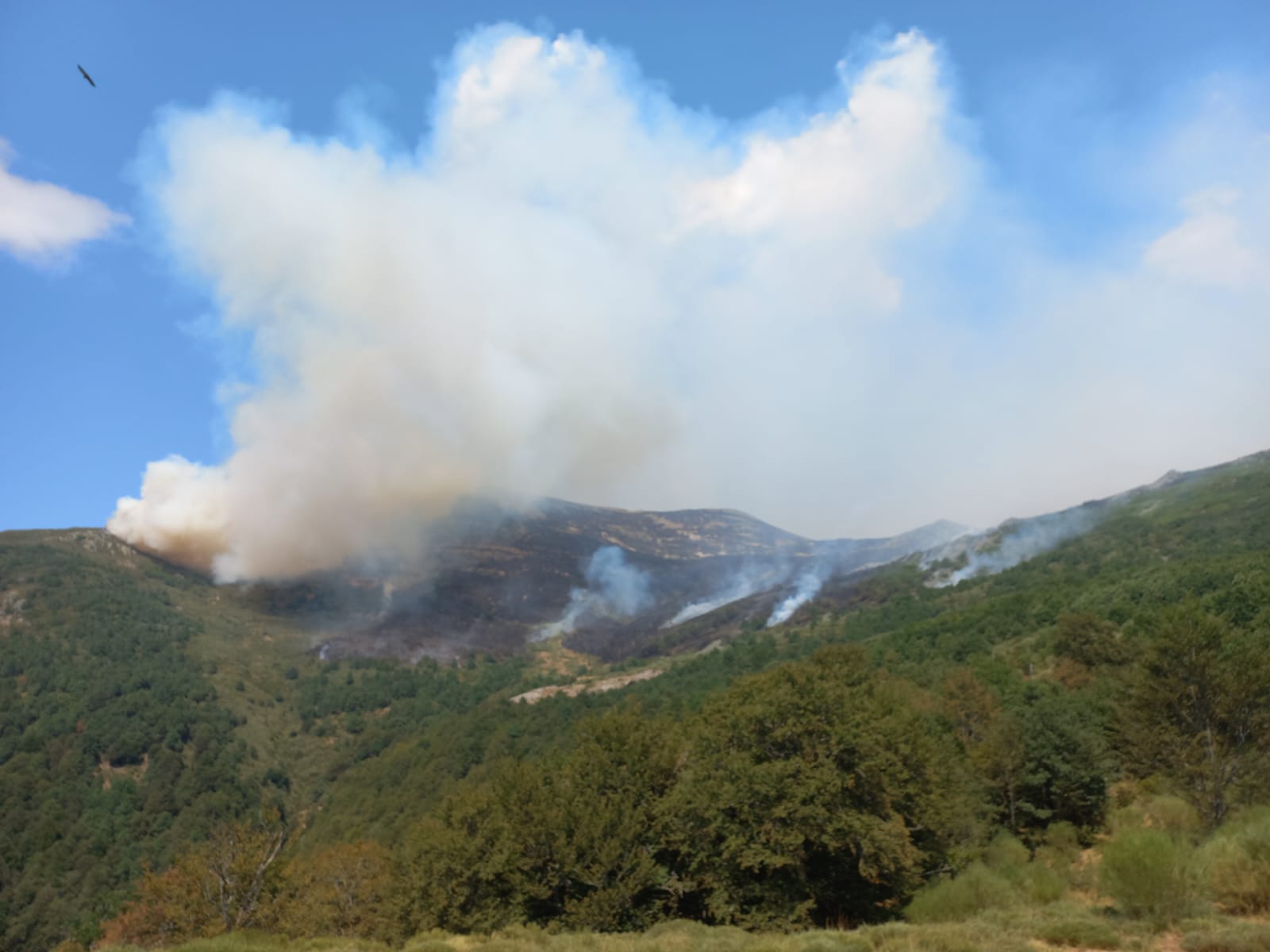 El este de León 'respira' tras la mejora de los incendios, aunque persiste la amenaza en Barniedo | AT BRIF El este de León 'respira' tras la mejora de los incendios, aunque persiste la amenaza en Barniedo | AT BRIF
