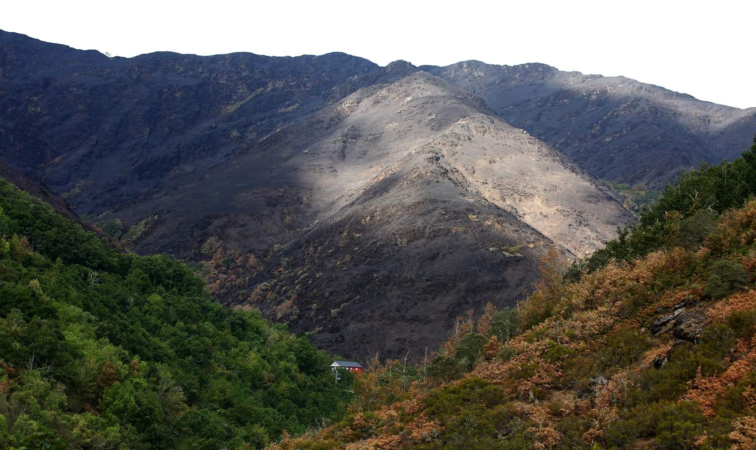 Efectos del incendio de Gestoso en Oencia (1)
