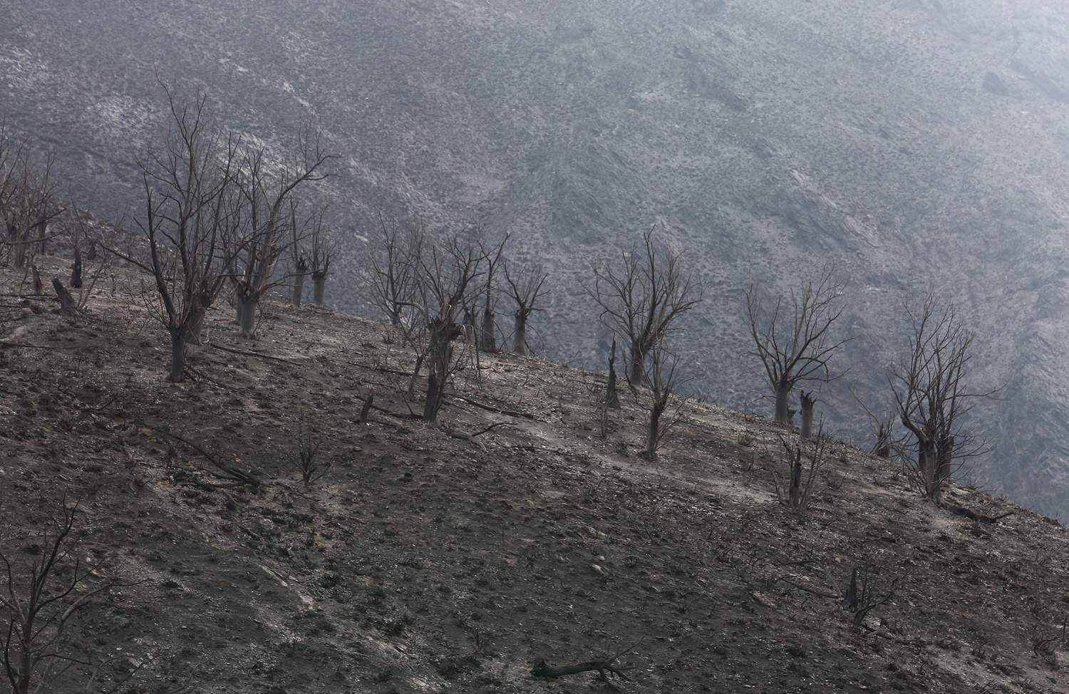 Efectos del incendio de Gestoso en Oencia (3)