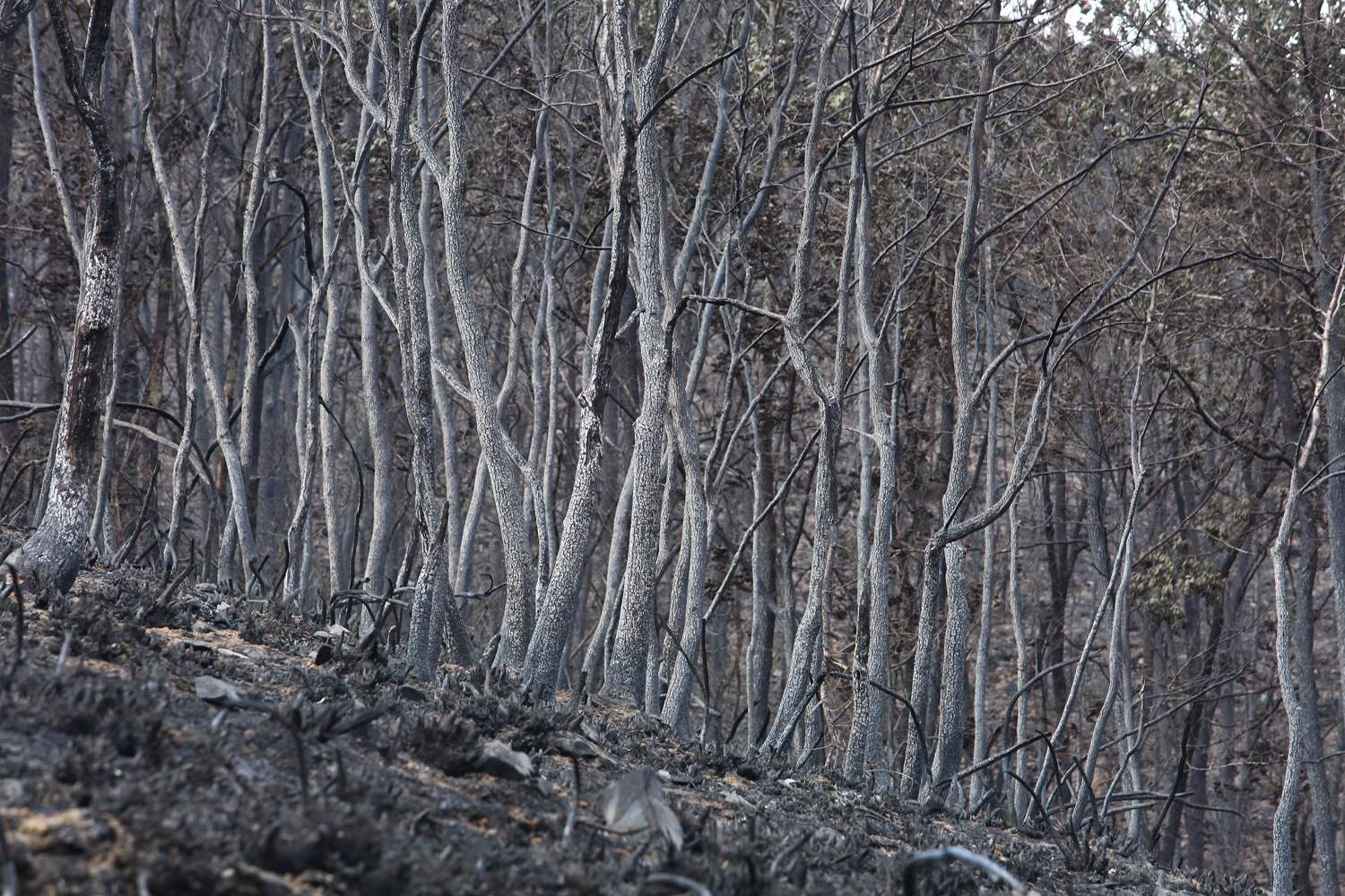 Efectos del incendio de Gestoso en Oencia (4)